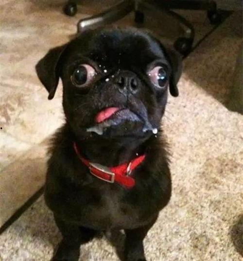 吐舌头狗表情包,萌态百出，欢乐无限