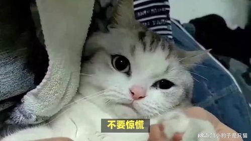 被猫抓了的图片,一次意外的亲密接触
