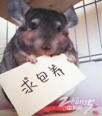 动物搞笑图片笑死人